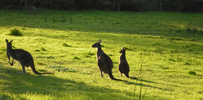 Spot kangaroos on one of the walks from The Grange